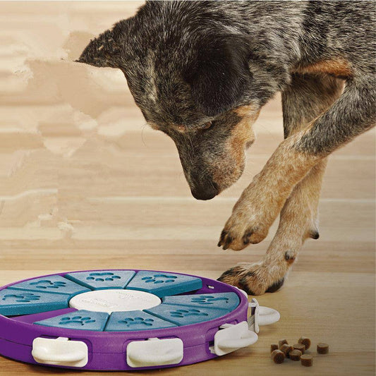 Interactive Canine Learning Set