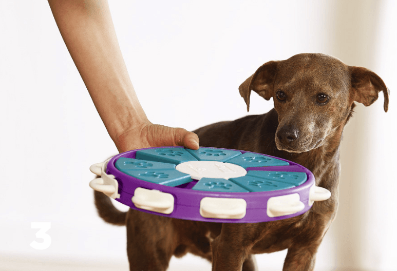 Interactive Canine Learning Set